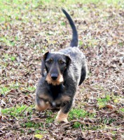 /album/odchovanci/a-dira-jpg/